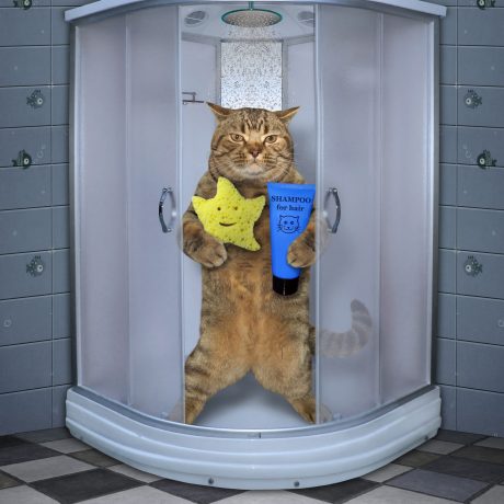 The cat with a yellow sponge and a shampoo is standing in a shower cabin in the gray blue bathroom.